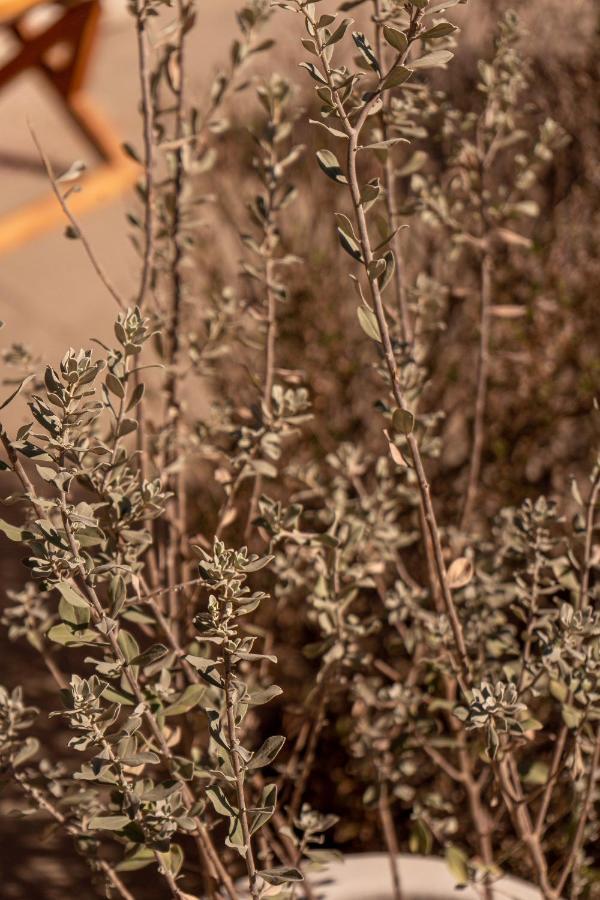 ホテル Encuentro Guadalupe エクステリア 写真