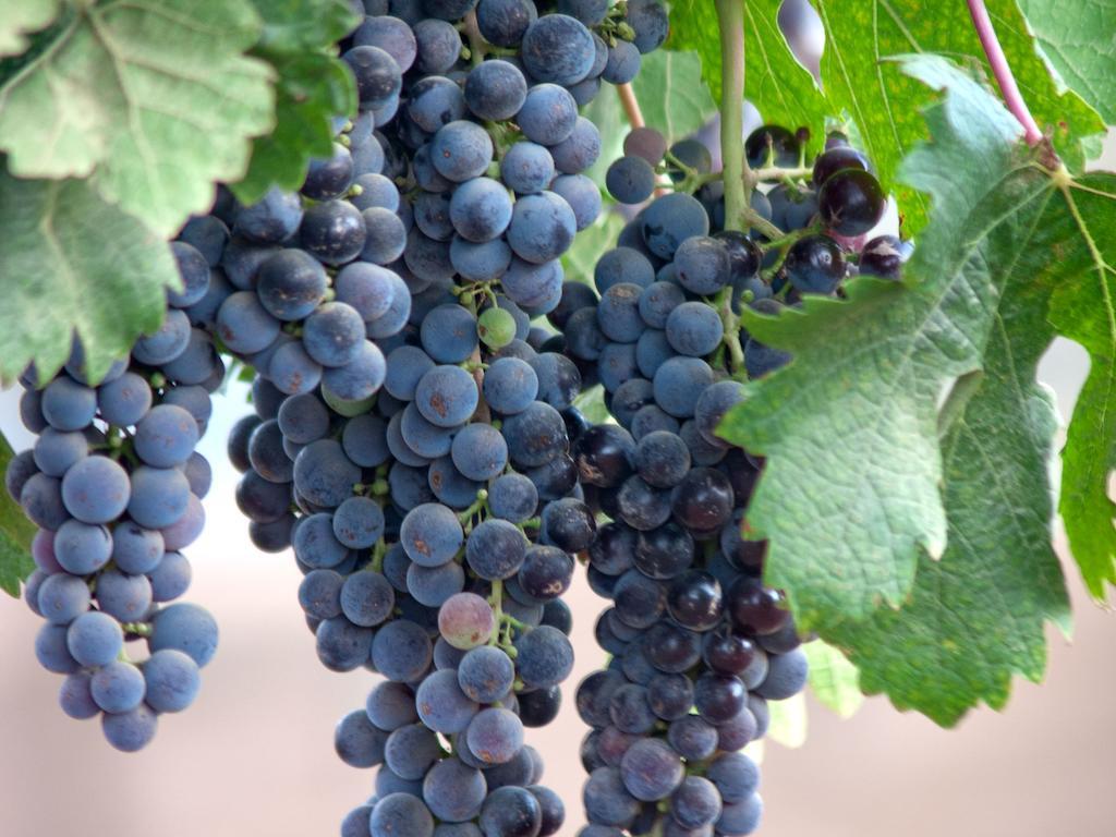ホテル Encuentro Guadalupe エクステリア 写真